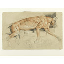 Ecorche drawing of a wild cat (Drawing)