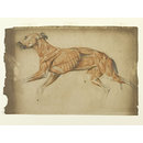Ecorche drawing of a greyhound (Drawing)