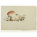 Ecorche drawing of the head of a dog (Drawing)