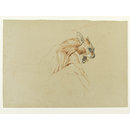 Ecorche drawing of the head and upper body of a wild cat (Drawing)