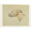 Ecorche drawing of the head of a greyhound (Drawing)
