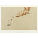 Ecorche drawing of a dog's leg (Drawing)