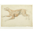 Ecorche drawing of a dog (Drawing)