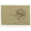 Ecorche drawing of the hind legs of a dog (Drawing)