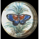 One of twenty-six ivory buttons painted with butterflies. (Button)