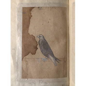 Painting - Depictions of a Red-headed merlin and a Laggar falcon of Northern India