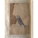Painting - Depictions of a Red-headed merlin and a Laggar falcon of Northern India