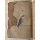 Painting - Depictions of a Eastern peregrine falcon and Cherrug falcon of Northern India