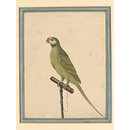 A parrot (Painting)