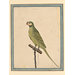 Painting - A parrot Painting - A parrot