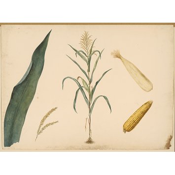 maize plant drawing