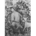 Tapestry - Falconry Tapestry - Falconry