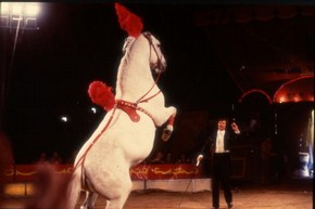 Liberty horse, 1980