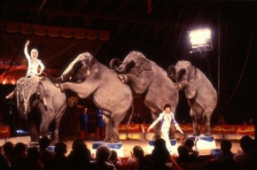 Smart's elephants, 1980