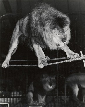 Negus the Lion, 1950-51. Museum no. OL.32/53.ix