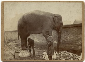 A.M. Bliss and Company, 'Charlie enjoys a pedicure', late 19th century, Museum no. RP 81/2354