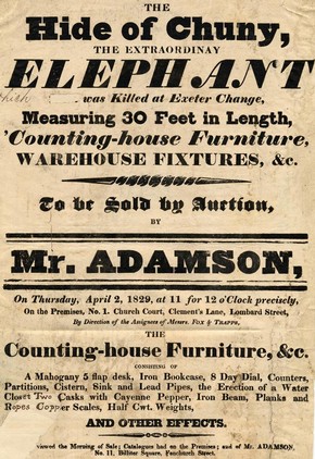 Poster advertising the sale of an elephant hide, 1826