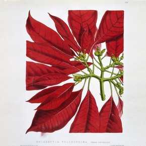 Illustration of Poinsettia Pulcherrima, from 'Floral Magazine', 1873. Museum no. NAL 48.A.42