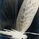curtis_moffat_experiemental_photography_and_design_1923-1935_-_46365-large_610x915.jpg