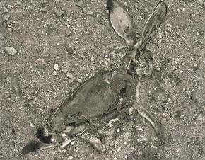 Frederick Sommer, Jack Rabbit, 1939, Gelatin-silver print, given by the photographer 1993, Museum no. E.996-1993