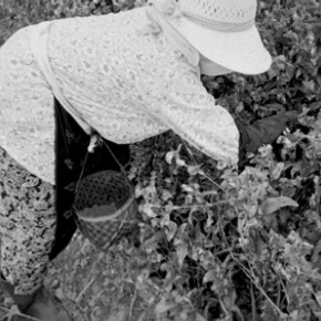 Figure 2. Harvesting of dayflower petals. Photograph by Shiho Sasaki.