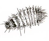 Carpet beetle larvae