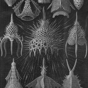 Figure 1. A plate from Haeckel's Kunstformen der Nature (1904).