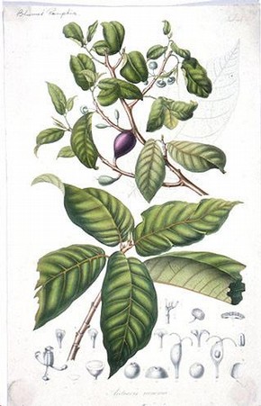 Drawing of Antiaris toxicaria