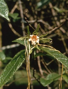 Strophaitus hispidus