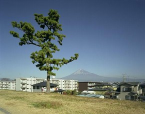 John Riddy, Shin-Fuji (Tree), 2005, from the series Views from Shin-Fuji, 2005, © John Riddy