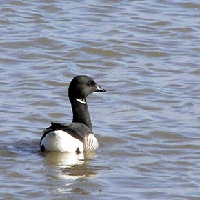 Brent goose