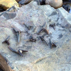 Fossilised sharks' teeth