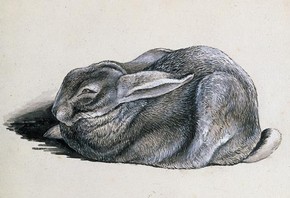 Beatrix Potter, ‘Study of Peter Rabbit’, © Frederick Warne