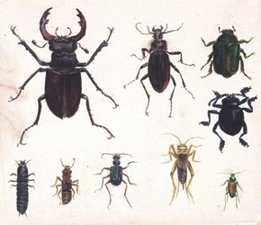 Beatrix Potter, ‘Studies of nine beetles’ © Frederick Warne & Co. 2006