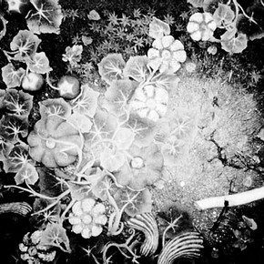 Figure 1. 'Still life of water melons', by Giraldi, 1967. 154 x 306 x 25cm (LxWxH). Courtesy of Collection Museum Boijmans Van Beuningen