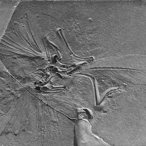 archaeopteryx hoax