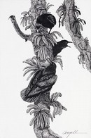 32540-large.jpg