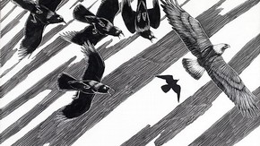 Tony Angell. Artwork to In the Company of Crows and Ravens, scraperboard. Authors John M. Marzluff and Tony Angell. Published by Yale University Press, New Haven and London, 2005.