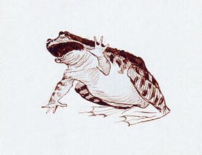 Randolph Caldecott, 'Study of a frog'. Museum no. E.3683-1932