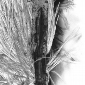 Figure 3. Cellulose Nitrate and ostrich feather fan belonging to Beatrice Lillie showing degradation. Museum no. S.327-1979