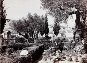 Garden of Gethsemane, Jerusalem Museum no. 3086-1920