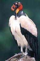 King Vulture. © Tui de Roy