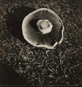 Curtis Moffat, 'Snapshot', about 1925-1930. Museum no. E.850-2007