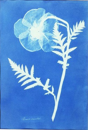 Anna Atkins, 'Poppy', about 1852. Museum no. PH.381-1981