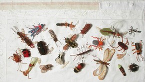 Bugs © Deirdre Nelson