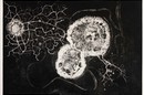 Susan Aldworth, 'Birth of a Thought 1', 2007. Museum no. E.2547-2007, © Susan Aldworth