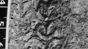 Fig.2. Detail of raised mail (large link) on hauberk