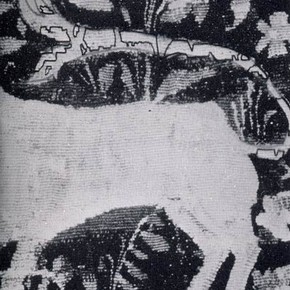 Fig. 4. Drawings made on Melinex and overlaid on photograph of tail