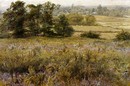 Samuel Palmer, 'The Furze Field'. Museum no. P.24-1919