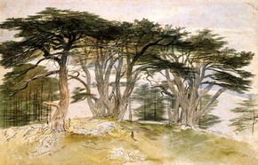 Edward Lear, 'Cedars of Lebanon'. Museum no. P.4-1930